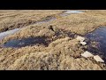 Tundra Near Point Barrow; 16June2022