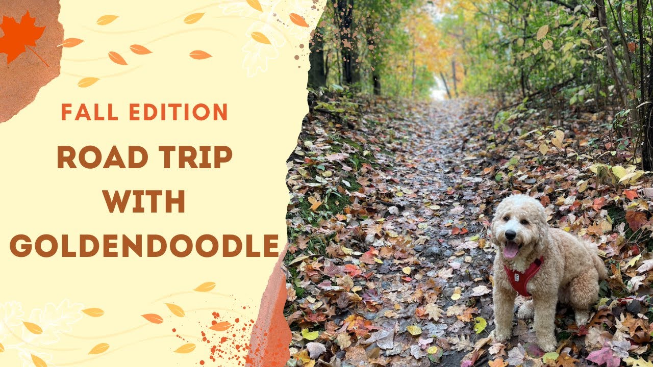 Dog-Friendly Trip with Fall Foliage | Travel Dog Goldendoodle