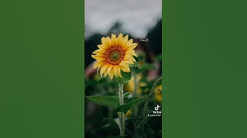 من آي الذكر الحكيم تلاوة الشيخ عبدالله المطرود #quran