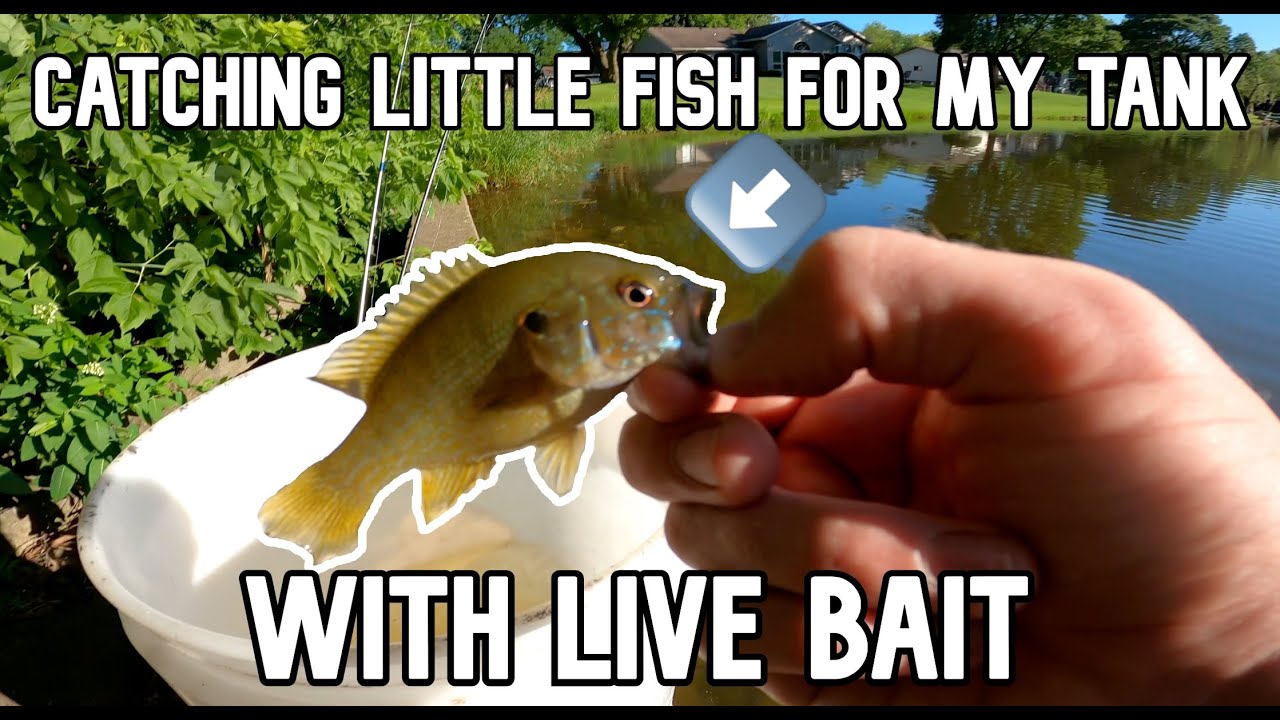 Catching Pet Bluegill and Green Sunfish for Fish Tank/Aquarium (Awesome) 