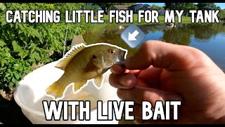 Catching Pet Bluegill and Green Sunfish for Fish Tank/Aquarium (Awesome)