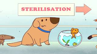Sterilise Your Pet To Prevent Unwanted Litters | Responsible Pet Ownership Educational Series