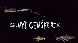 Cengkerik Memecah Kesunyian Malam
