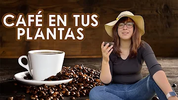 ¿Es bueno el café para regar las plantas?