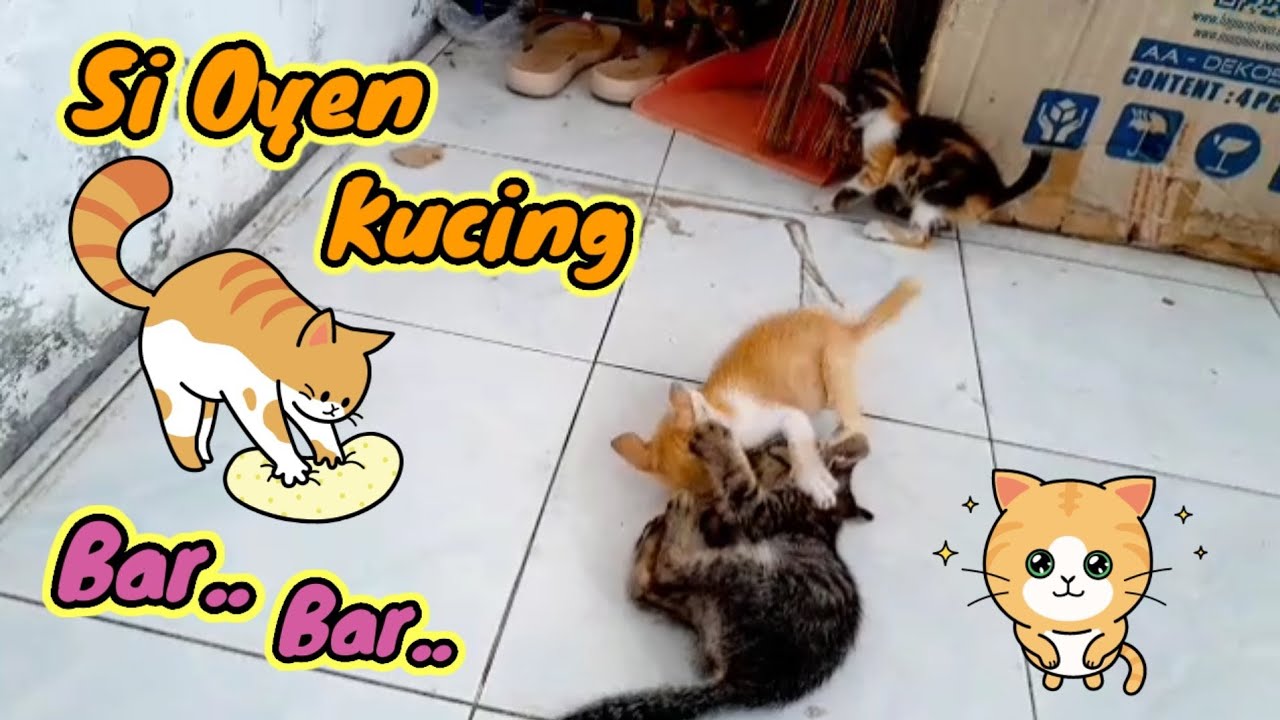 Kucing Lucu dan Imut Bertarung ^_^ Sengit, Menegangkan dan Lucu @Alang ...