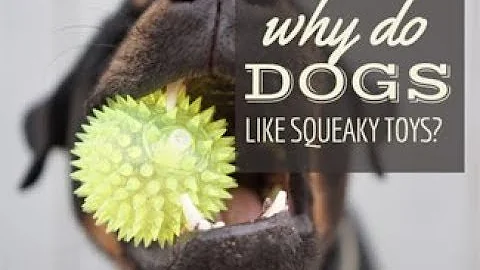 Why Dogs Like Squeaky Toys? Explained.