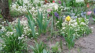 ТОПчик 3-ох грунтопокривних рослин квітня!🔥Арабіс. Флокс шиловидний. Барвінок.