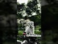 Mr. ankit🥶🥶 | Royal enfield continental ktmduke390