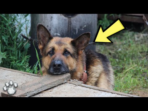 Video: Hvorfor har nogle hunde forskellige farvede øjne?