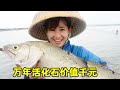 【赶海合集】阿渔妹抓到浑身是宝的“万年活化石”！好几百一斤，老爸说这要发财了！【阿渔妹】