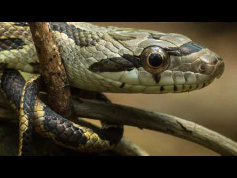 Texas Rat Snake Facts - Bravest Snake in America!