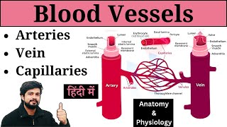 Blood Vessel - Artery, Vein, Capillary, Arterioles, Venules, Sinusoid | Anatomy and Physiology