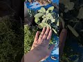 Herb harvesting-rosemary and sage.#herbs #garden #growfood
