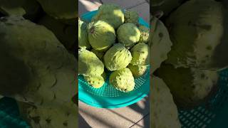 Srikaya dan sirsak itu beda buah