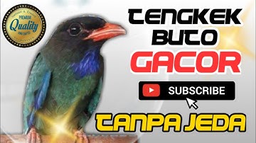 Tengkek Buto Gacor Real Jernih tanpa edit