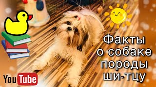 Топ 10 интересных фактов о собаках породы ши-тцу Топ 10 интересных фактов о собаках породы ши-тцу