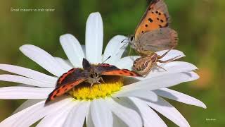 Small coppers vs crab spider