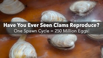 How do clams spawn or reproduce? Check out this video from a clam hatchery! | American Shellfish