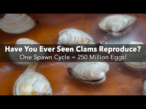 How do clams spawn or reproduce? Check out this video from a clam hatchery! | American Shellfish