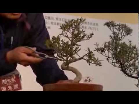 さつき盆栽の作り方 １鉢目 How To Make Satsuki Bonsai Youtube