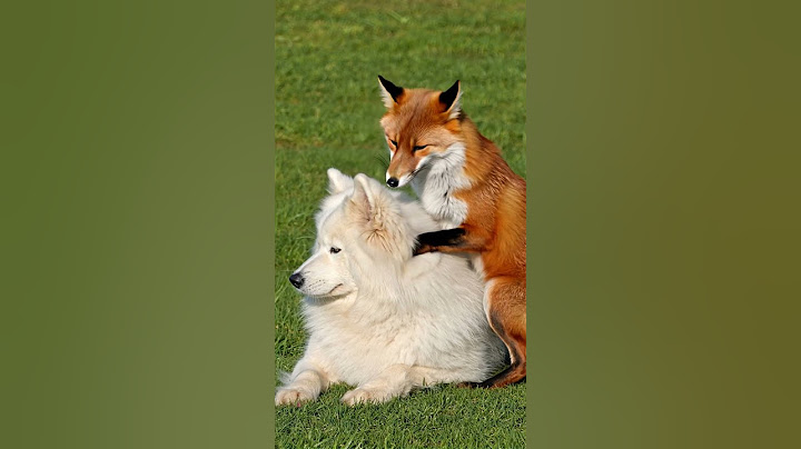 RARE! Fox Massages Fluffy Samoyed! 🦊🐶 You Won't Believe This Friendship! 😱