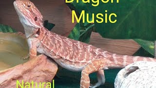 Celebrity Relaxing Sounds for Bearded Dragons Australian Outback at Night Watch as my Beardie Reacts #beardies Profile