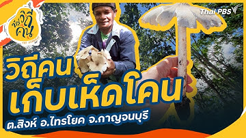 วิถีคนเก็บเห็ดโคน ต.สิงห์ อ.ไทรโยค จ.กาญจนบุรี | ซีรีส์วิถีคน
