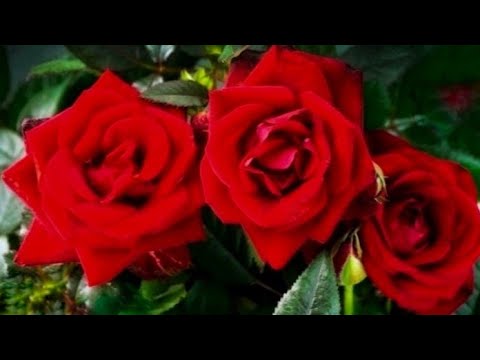 รักแท้มีแค่ครั้งเดียว - แหนม รณเดช Ost.บ่วงบรรจถรณ์(สวัสดีวันอาทิตย์)