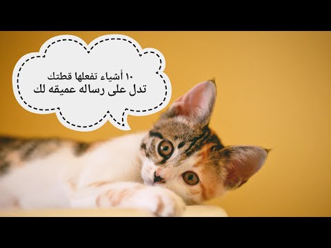 ١٠ اشياء تفعلها قطتك لك القط الفضائي 