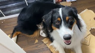 種類も大きさも違うけど、親子なんです The kitten's mother is a large dog