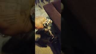 I Get High Off My Dogs Patterdale Kush