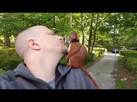 Video: Sådan Tæmmes Et Egern