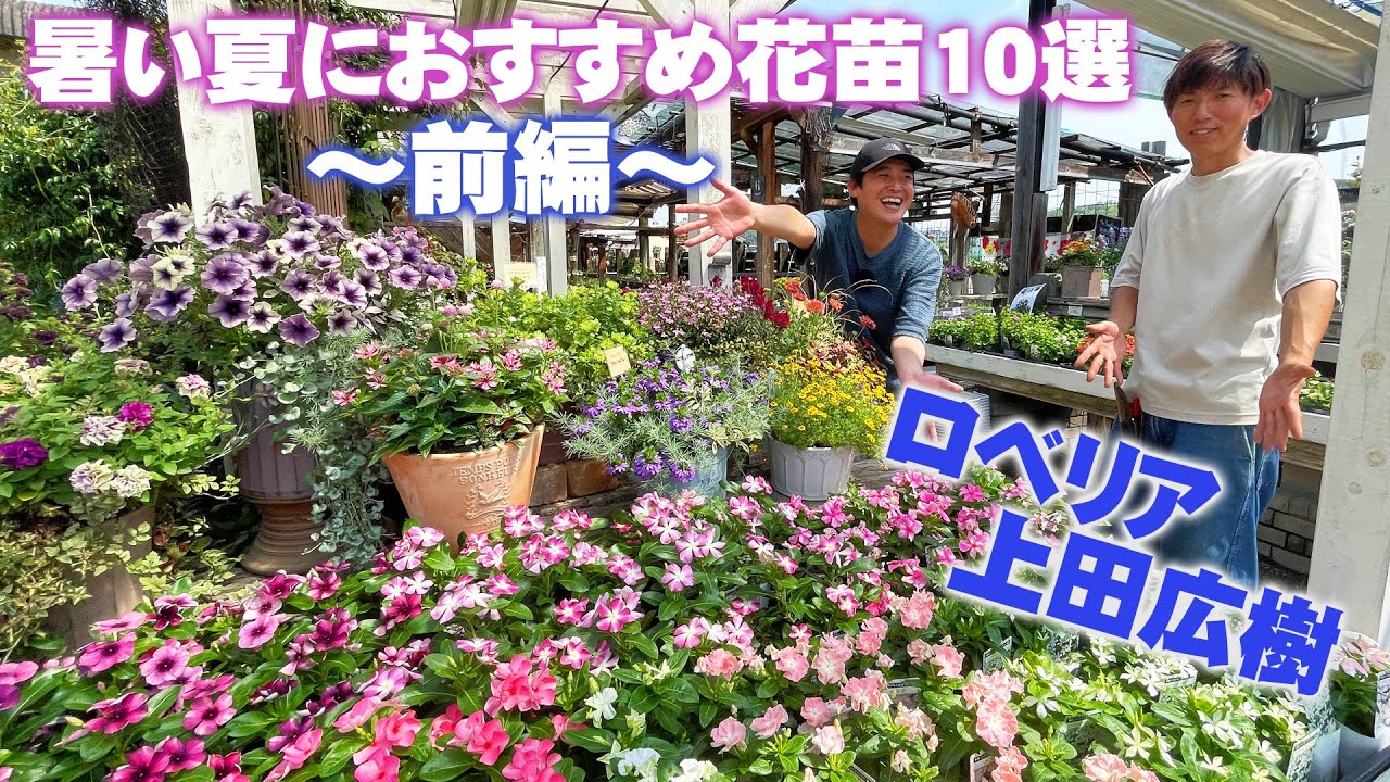 【2025夏のロベリア】暑い夏におすすめの花苗10選～前編～（7/1撮影）【上田広樹】