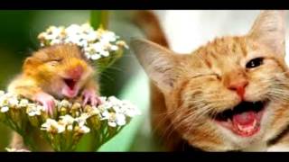 Schattige en grappige dieren foto's #1