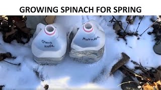 Growing Spinach for Spring - Winter Sowing #zone7
