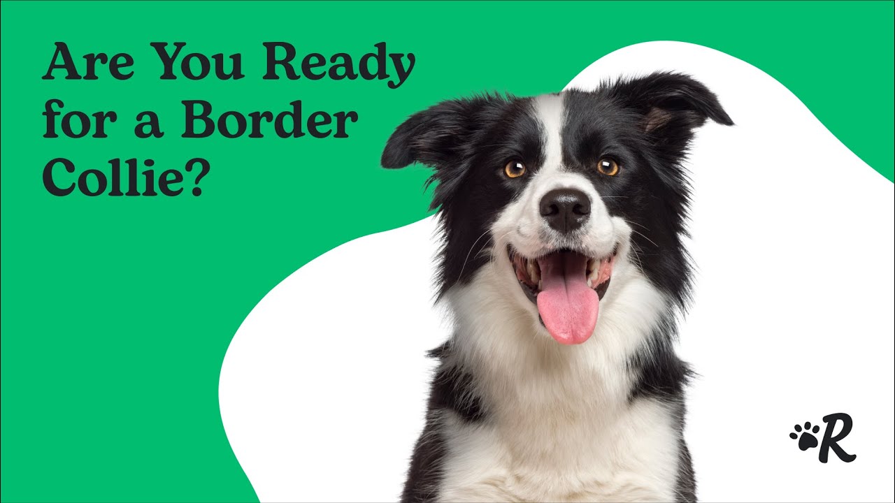 5 Things to Know About Border Collies - Petful
