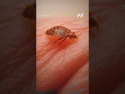 مشاكلها أكبر من حجمها بق الفراش رعب يصل من فرنسا إلى المغرب