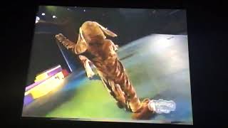 Tap Wags Live For Surfingismything Its So Cool