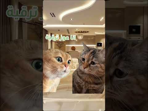 عاوز ترقية مش رقية لايك  