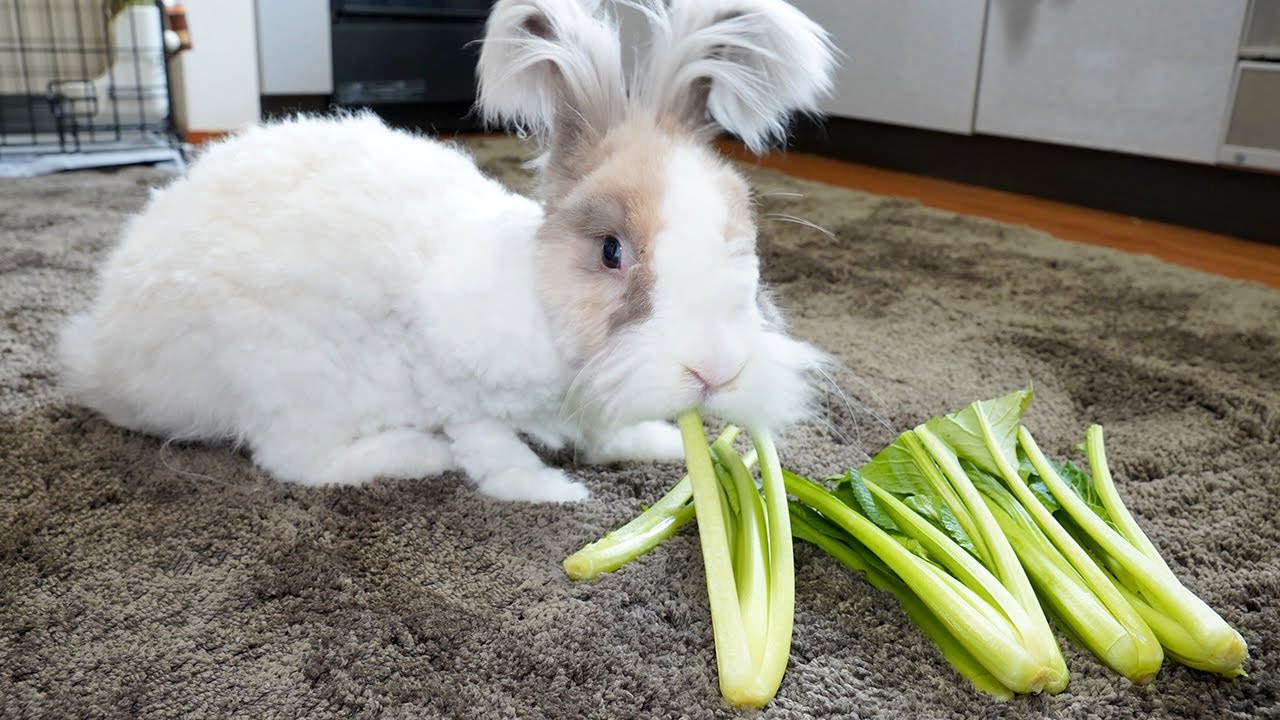 ウサギが我が家に来て助かったこと Youtube