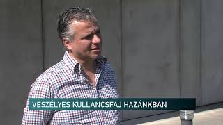 Új Fajta Kullancs Itthon Veszélyes Betegségeket Terjeszt - Híradó - 2021.09.09.