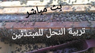 سوال واجابة في تربية النحل للمبتدئين تاريخ اول نوفمبر شهر 11 لسنة 2023
