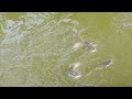 AFRICAN HITO IS PLAYING WHILE FEEDING | CATFISH | DALAG | NATIVE TILAPIA UPDATES | JAN 14 2023