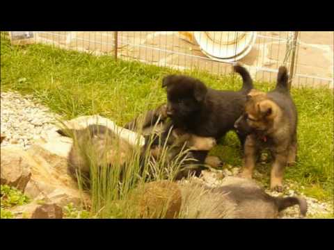 Puppies of litter