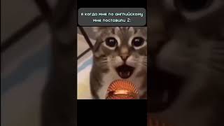 #мем #мемы #memes #mem #смешно #ржака #юмор #смех #котики #кот #коты #cat #cats