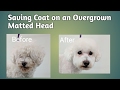 Saving Coat on a Overgrown Matted Head