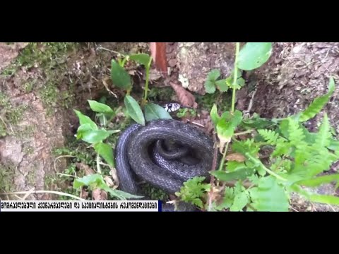 მომრავლებული ქვეწარმავლები გორში