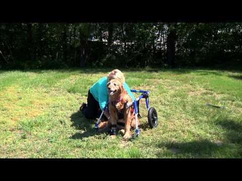 Walkin' Wheels Dog Wheelchair, Front Wheel Attachment - One Person Method