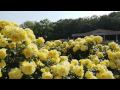東京・神代植物公園の満開のバラ園 東京観光 花の名所案内