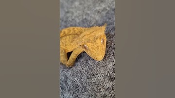Tailless eyelash crested gecko